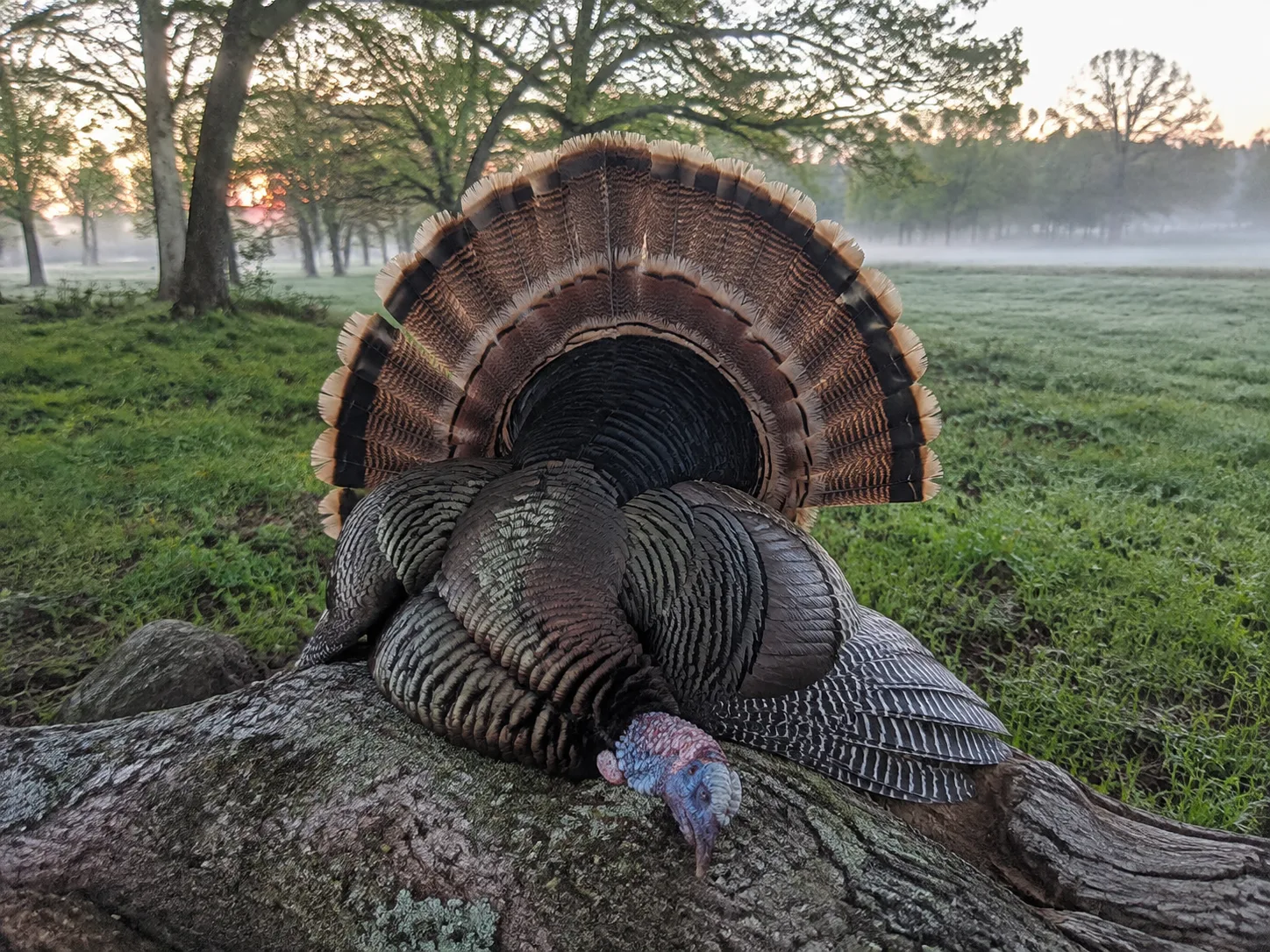AI-generated editorial example of a harvested wild turkey at a misty field edge