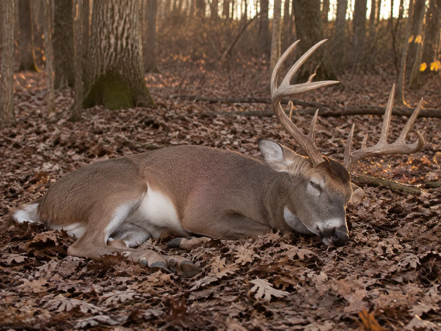 AI-generated editorial example of a harvested white-tailed buck resting on autumn leaves