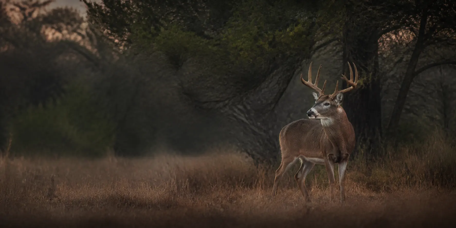 Whitetail deer standing at the edge of woodland