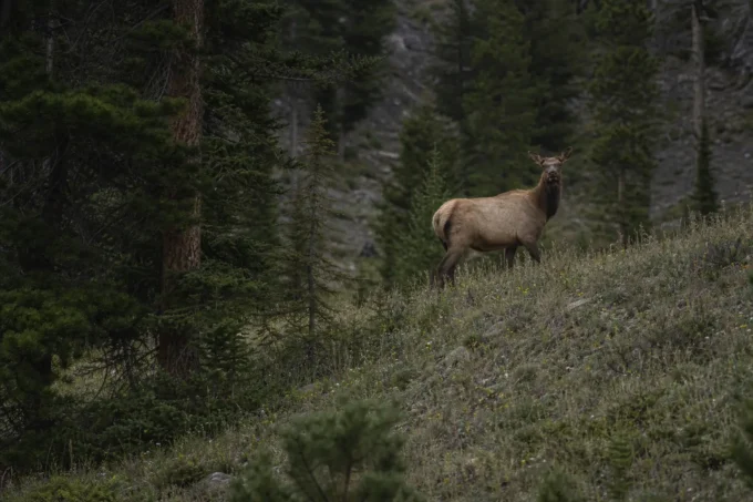 Editorial image for The Longest Fifteen Seconds in Forty Yards Is a Long Time to Stand Still