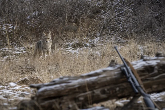 A gray wild animal stands in snowy grass, with a wooden fence and blurred hunting gear in the foreground