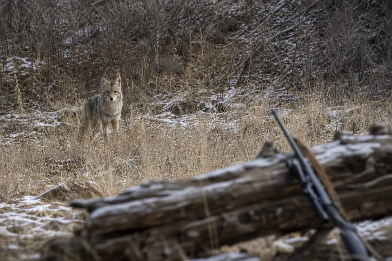 A gray wild animal stands in snowy grass, with a wooden fence and blurred hunting gear in the foreground