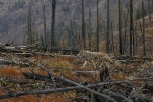 A gray wild dog-like animal walks through dry grass beside fallen branches and logs in a forest