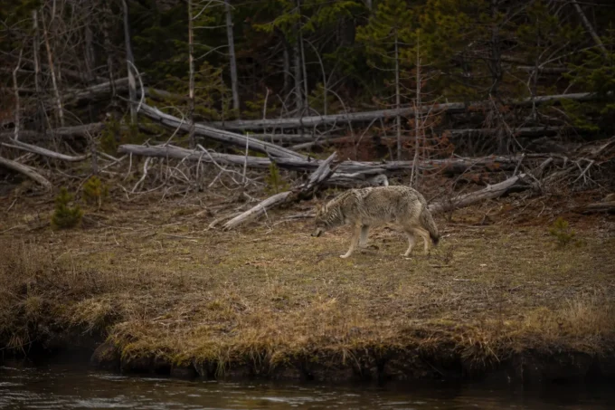Editorial image for Movement in I Had a Coyote in My Crosshairs on the Last Day of Season. I Let Him Walk.