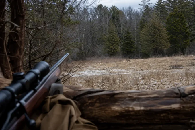 Editorial image for I Don't Have a Good Explanation in I Had a Coyote in My Crosshairs on the Last Day of Season. I Let Him Walk.