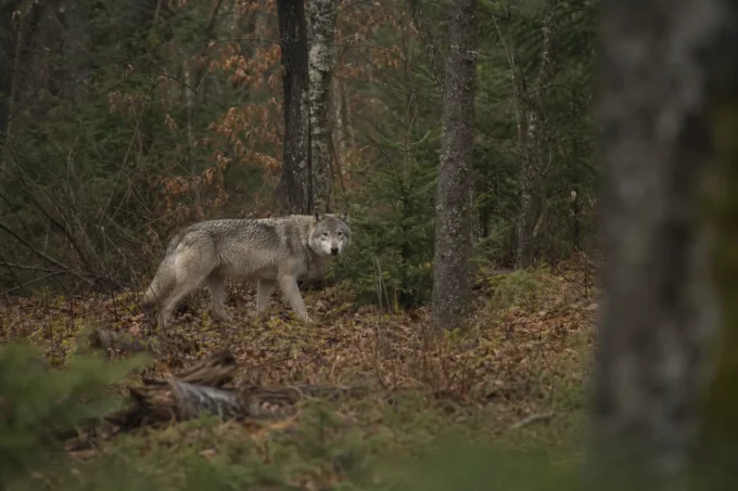 Gray wolf stands on a forest floor among trees and fallen leaves, partially framed by blurry foreground plants