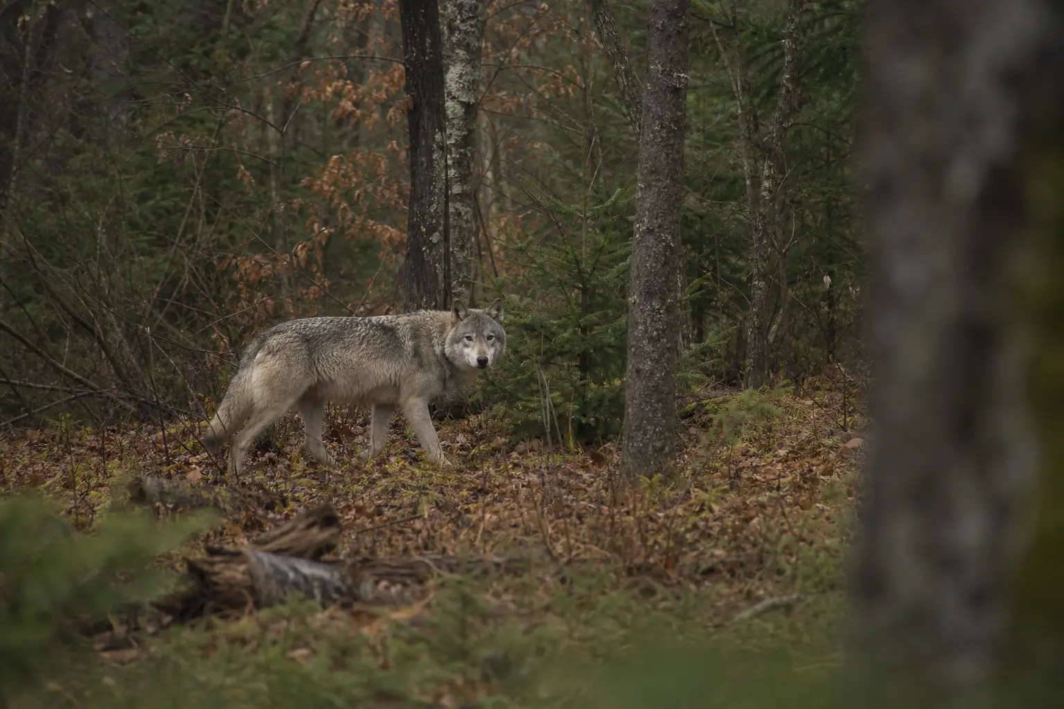 Gray wolf stands on a forest floor among trees and fallen leaves, partially framed by blurry foreground plants