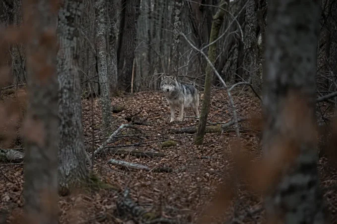 Editorial image for The Longest Fifteen Seconds in I Had a Wolf Walk Past My Stand at 40 Yards — I Didn’t Move for Ten Minutes After