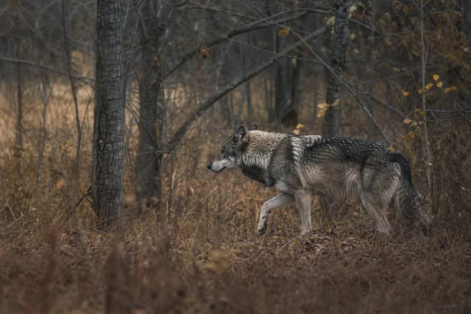 Editorial image for What Stuck With Me in I Had a Wolf Walk Past My Stand at 40 Yards — I Didn’t Move for Ten Minutes After