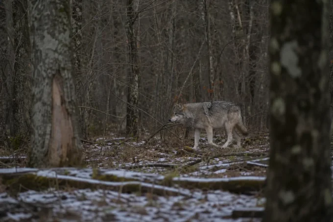 Editorial image for Why It Matters in I Had a Wolf Walk Past My Stand at 40 Yards — I Didn’t Move for Ten Minutes After