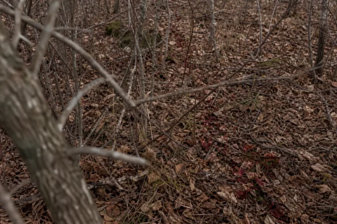 Editorial image for The Second One Was Worse in The First Deer I Shot… And the One I Didn’t