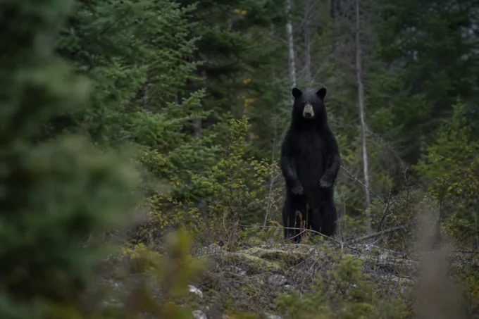 A black bear stands among green trees and shrubs, facing the camera on a forest path