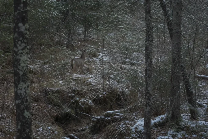 Editorial image for The Morning I Watched Instead of Hunted in Three Years in the Woods Before Learning What’s Really There