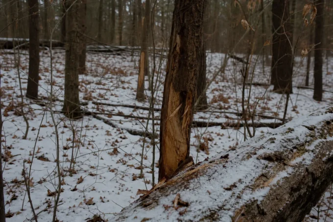 Editorial image for Learning to Read Sign (Badly, at First) in Three Years in the Woods Before Learning What’s Really There