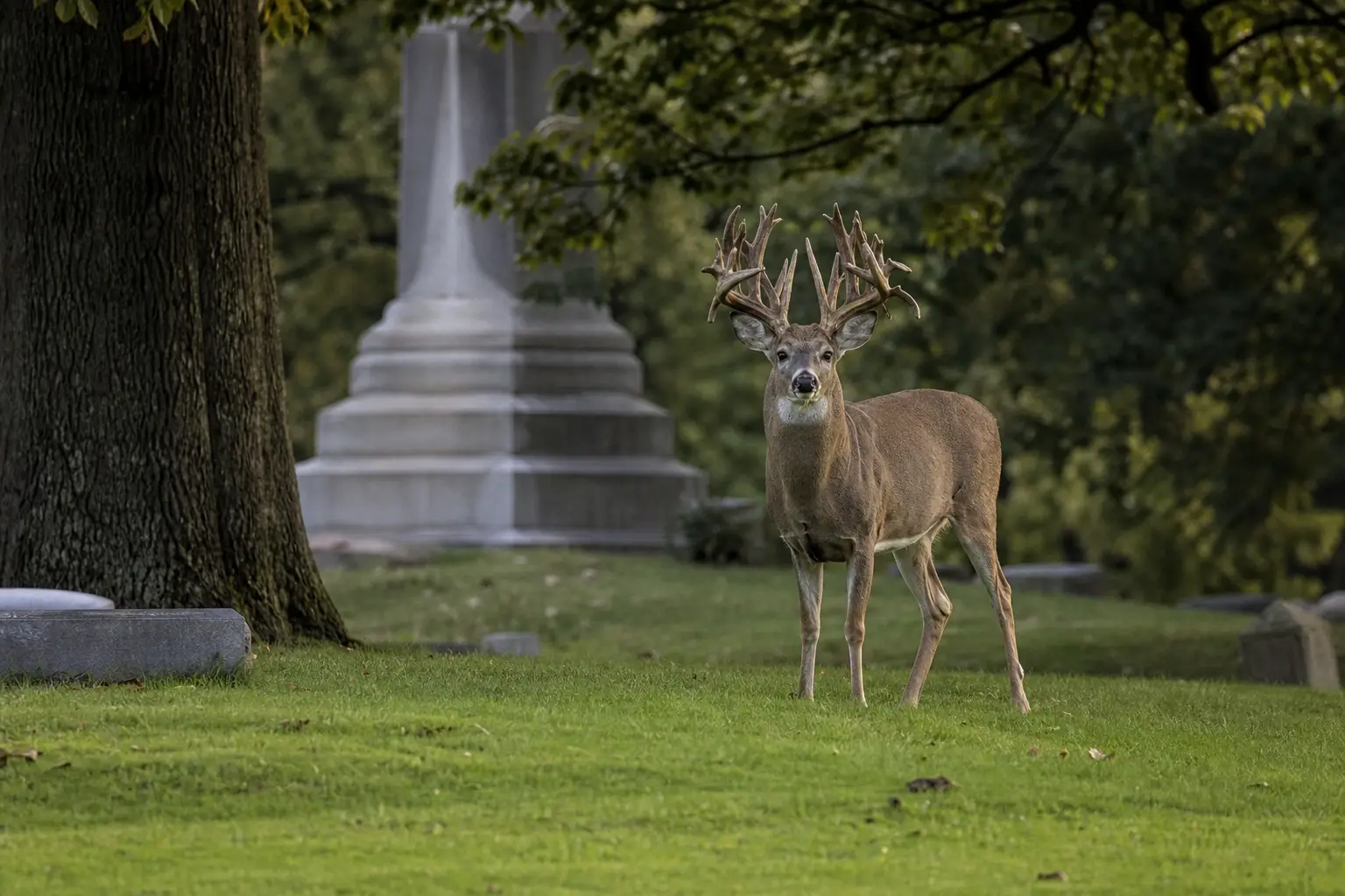 A deer with large antlers stands on grass in front of a stone structure and trees