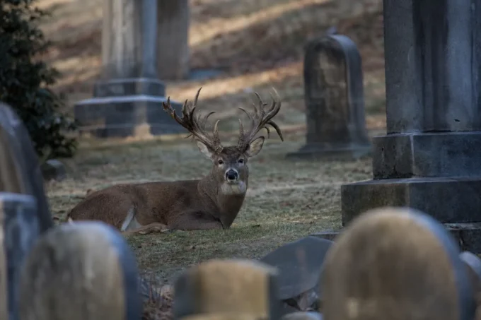 Editorial image for The Son Who Lived in Public in Before the Hollywood Buck, There Was a Deer Named King