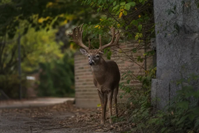 Editorial image for A Life in Antlers in Before the Hollywood Buck, There Was a Deer Named King