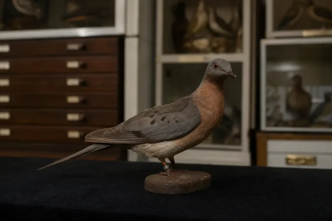 Editorial image for The Passenger Pigeon: Billions to Zero in From Mammoths to Managed Herds: A Short History of Hunting in America