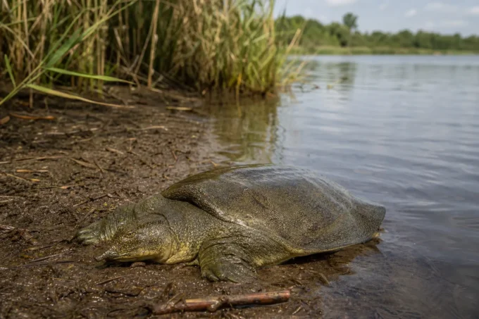 Editorial image for What It Actually Tastes Like in Great-Grandfather’s Leather Folder, Recipe No. 14: Soft-Shell Turtle