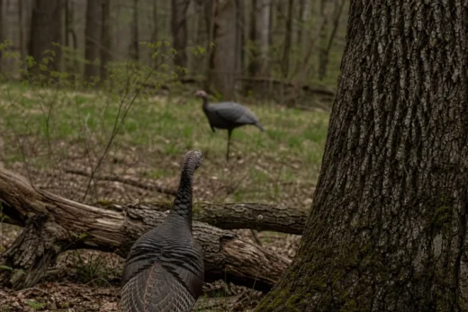 Two turkeys in a forest clearing, one foreground near tree trunks and branches, another standing behind it among grass