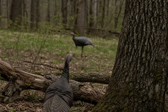 Two turkeys in a forest clearing, one foreground near tree trunks and branches, another standing behind it among grass