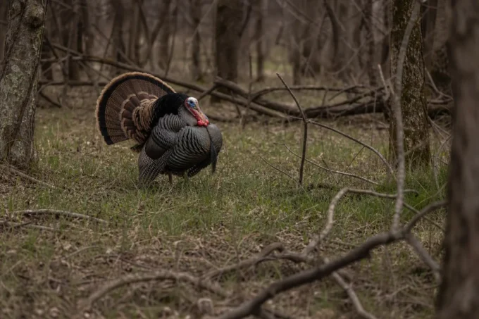 Editorial image for What a Hung Up Gobbler Actually Is in I Called That Gobbler Too Much and Then Quit on Him
