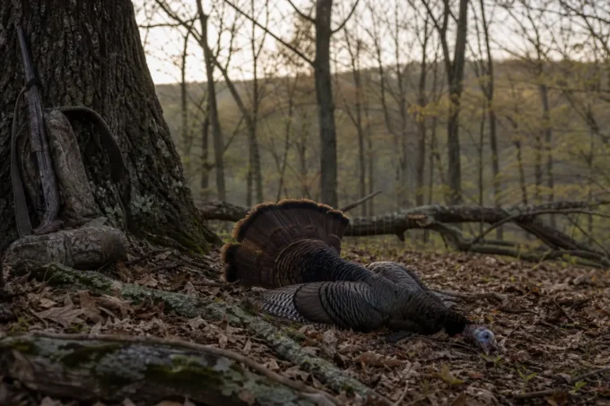 Editorial image for The Second Chance in I Called That Gobbler Too Much and Then Quit on Him