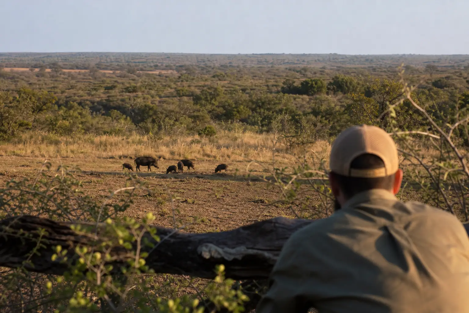 Person with cap and camouflage jacket in foreground, looking over a savanna landscape where several animals graze on dry ground