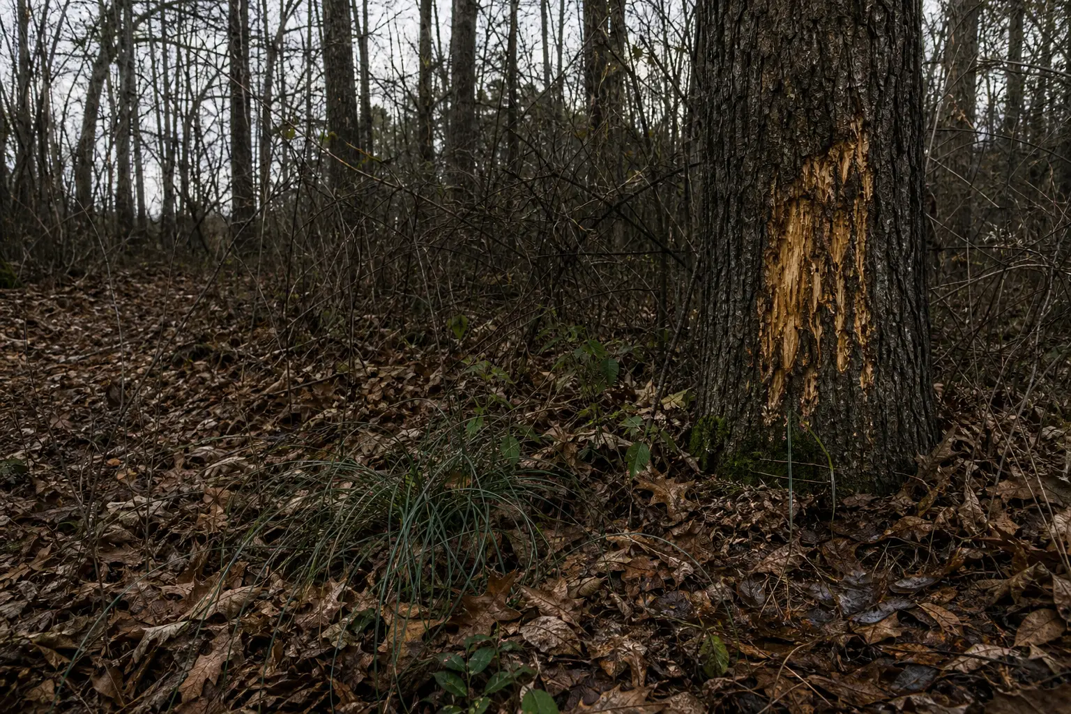 Tall tree trunks in a wooded area, with leaf-covered ground and scattered thin branches and shrubs