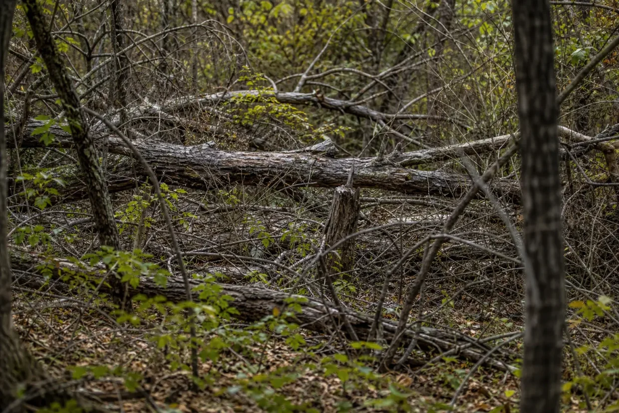 A fallen log and branches lie across a wooded area, partially covered by tangled vines and dry leaves