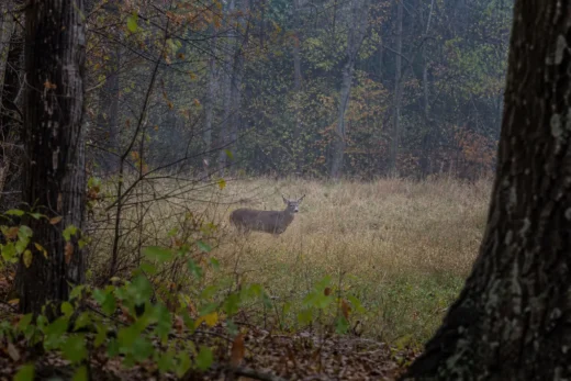White-tailed deer standing in a grassy clearing among trees, viewed through branches in the foreground