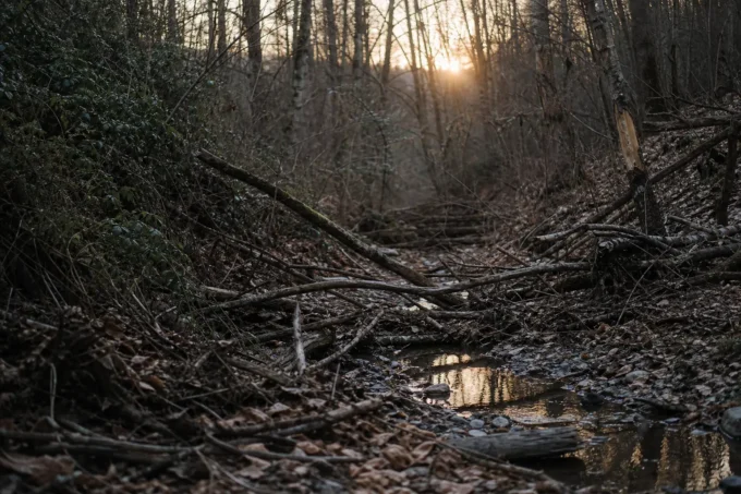 Editorial image for The Walk In Was Fine. The Walk Back Out Was the Problem. in I Shot a Small Buck at Last Light on a Grudge, and Threw Most of Him Away