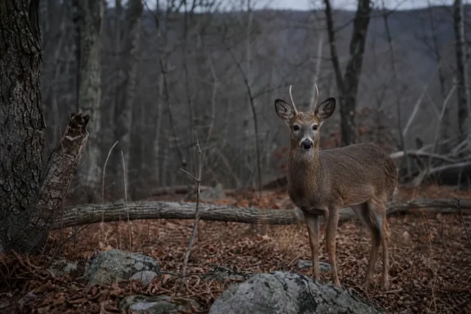 A brown deer stands among fallen leaves and rocks in a wooded area, looking toward the camera