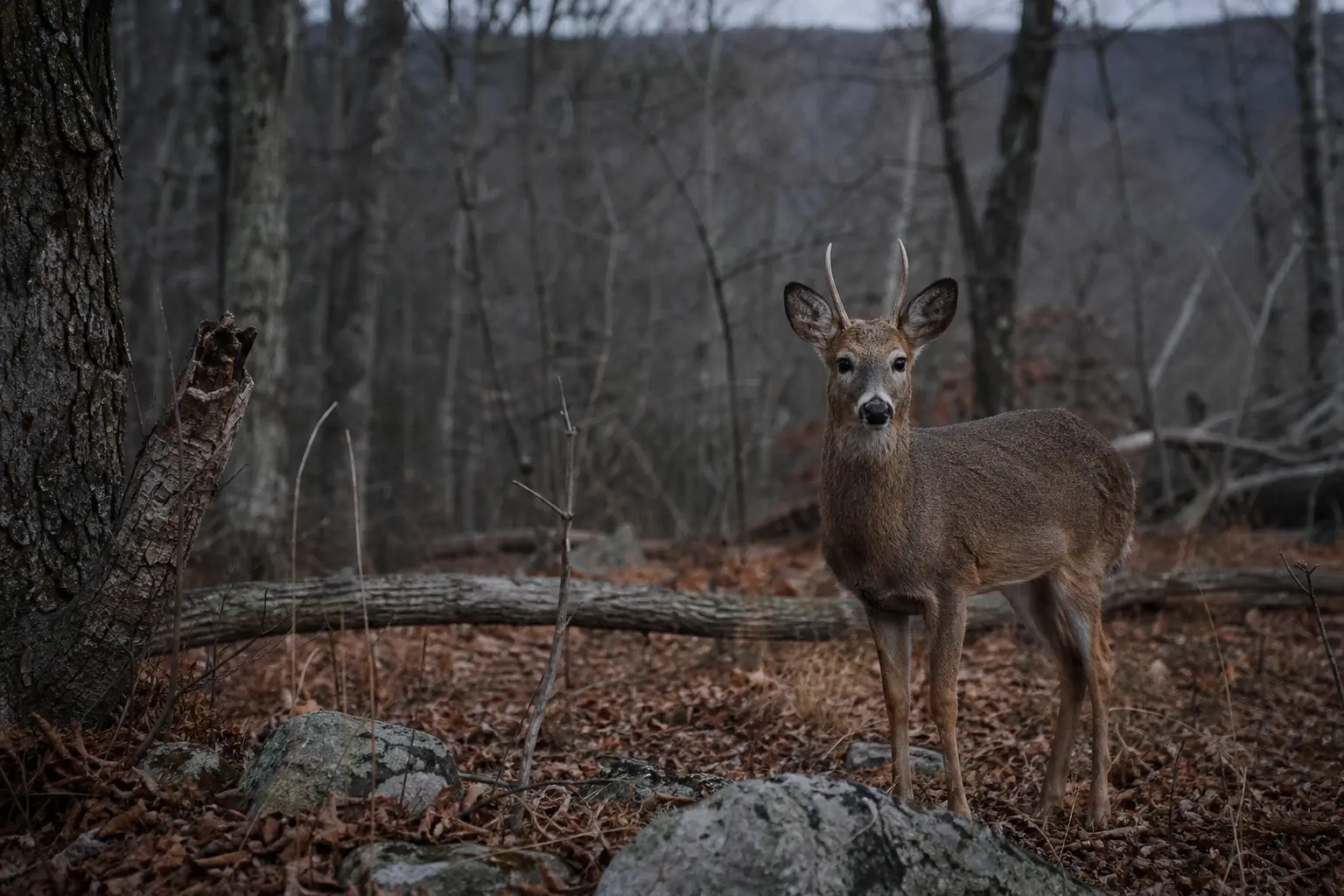 A brown deer stands among fallen leaves and rocks in a wooded area, looking toward the camera