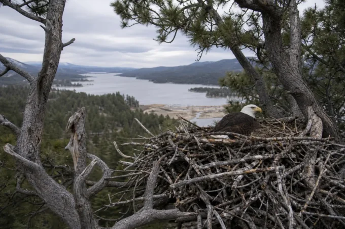 Millions Watched a Wild Eagle Live an Entire Life. Then the Camera Couldn’t Tell Them What Was Happening.
