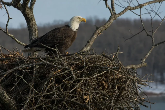 Editorial image for Shadow Was Not the First in Millions Watched a Wild Eagle Live an Entire Life. Then the Camera Couldn’t Tell Them What Was Happening.