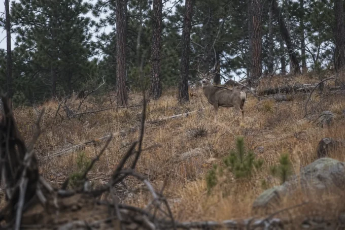 Two deer with antlers stand among dry grasses and shrubs near tall pine trees, framed by branches in the foreground