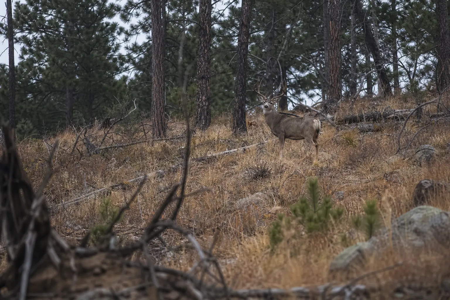 Two deer with antlers stand among dry grasses and shrubs near tall pine trees, framed by branches in the foreground