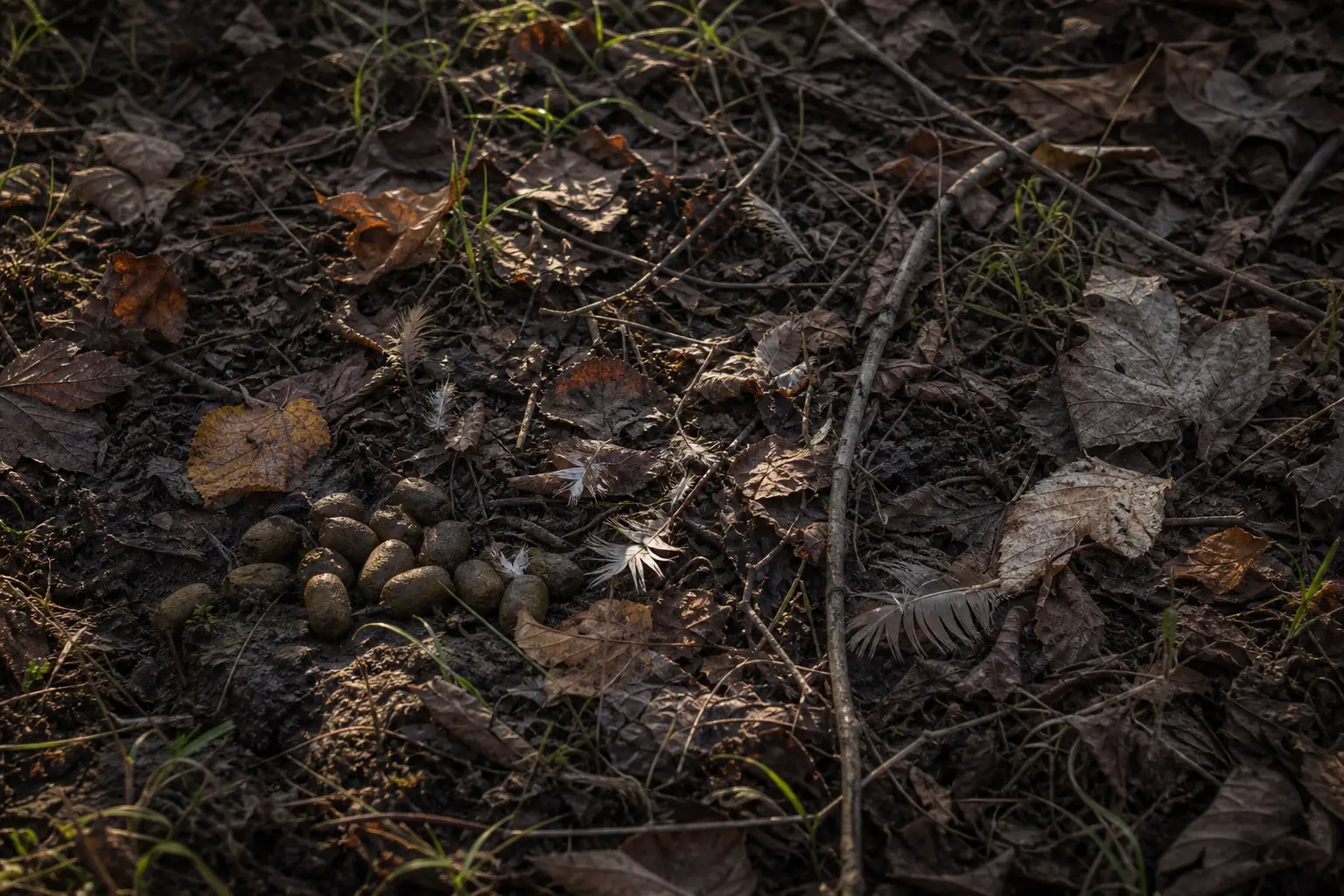 Ground covered with dry leaves, twigs, and grass, with several dark rounded objects clustered near the foreground
