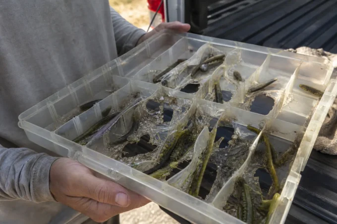 Editorial image for You Left WHAT in There in Soft Plastics Don’t Survive a Truck Bed in July