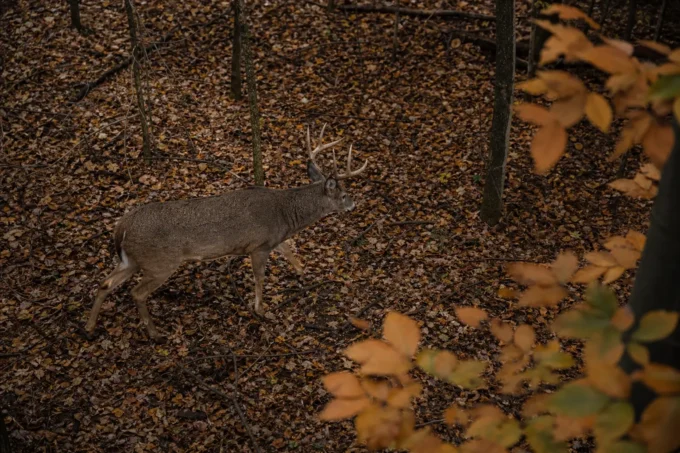 Editorial image for The Best Hunting Technique I've Ever Found in The Buck That Walked Under a Sleeping Hunter