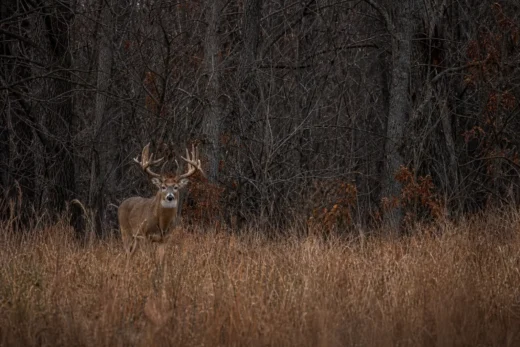 A buck with antlers stands in tall dry grass near dense leafless trees
