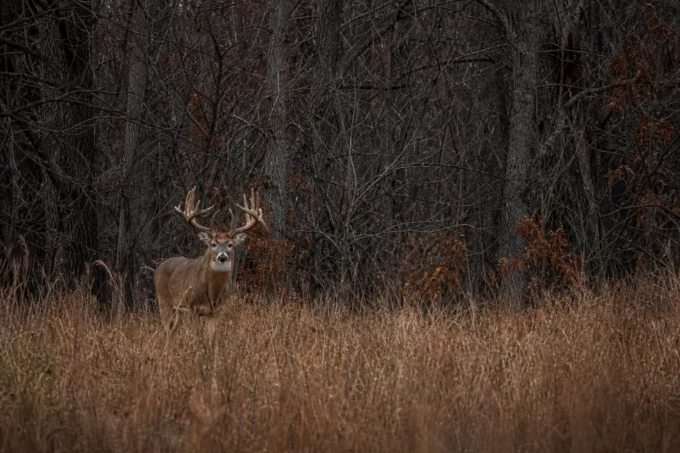 A buck with antlers stands in tall dry grass near dense leafless trees