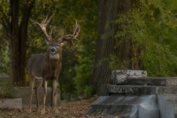Editorial image for Hollywood Buck — The Cemetery Celebrity in The Deer That Became Local Legends