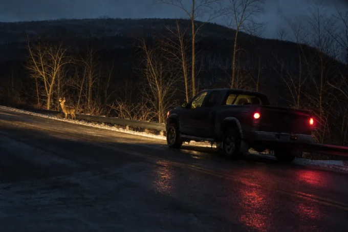 Editorial image for King Louie — Shot in the Dark in The Deer That Became Local Legends