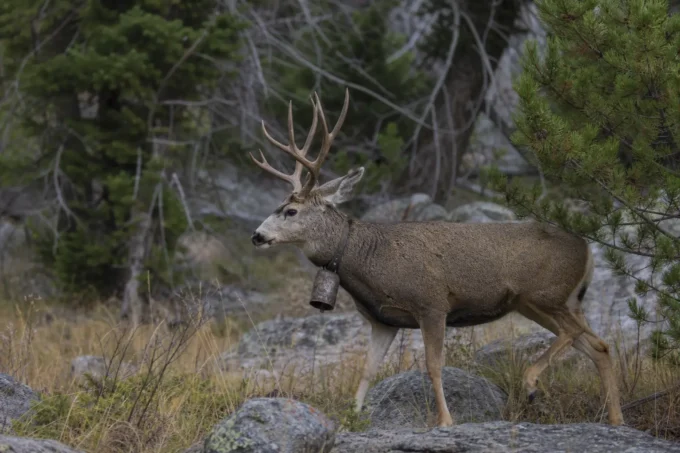 Editorial image for The Bell Buck — You Could Hear Him Coming in The Deer That Became Local Legends