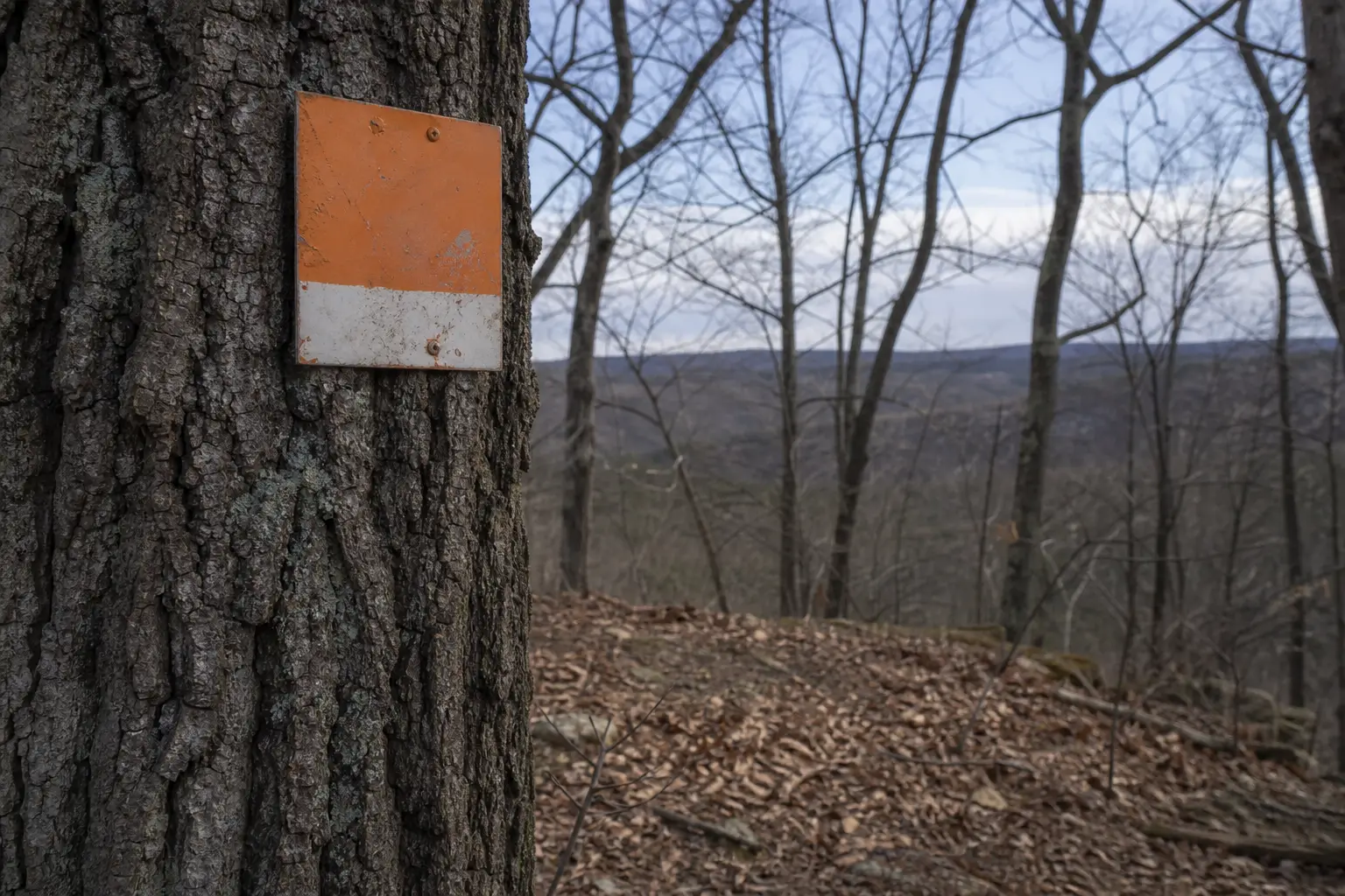 Orange and white metal sign mounted on a tree trunk, with leafless trees and hills in the background