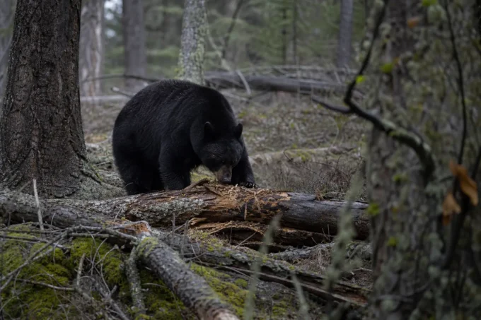 Editorial image for The Dumb Part in Twenty Yards From a Bear, and the Bow Stays Down