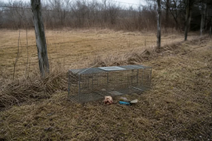 Editorial image for The Lead-Up Is the Actual Work in Two Months of Trail Cam Warnings, One Dead Hen