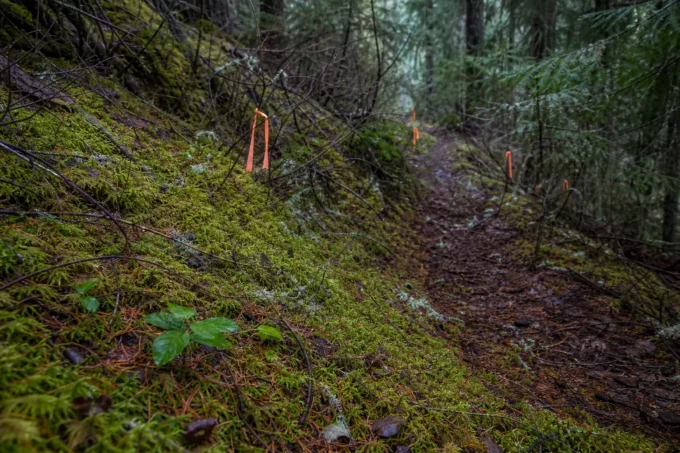 Editorial image for The Blood Just Stopped in A Blood Trail That Stopped at Three Hundred Yards, and the Search a Lost Bear Is Owed